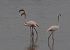Flamant rose  - Alain Noel