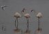 Flamant rose  - Alain Noel