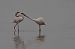 Flamant rose  - Alain Noel