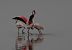 Flamant rose  - Alain Noel