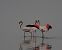 Flamant rose  - Alain Noel