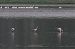 Flamant rose  - Alain Noel