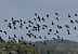 Ibis falcinelle  - Alain Noel