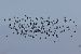 Ibis falcinelle  - Alain Noel