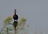 Ibis falcinelle  - Alain Noel