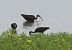 Ibis falcinelle  - Alain Noel