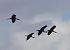 Ibis falcinelle  - Alain Noel