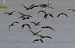 Ibis falcinelle  - Alain Noel