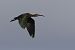 Ibis falcinelle  - Alain Noel