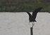 Ibis falcinelle  - Alain Noel