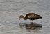 Ibis falcinelle  - Alain Noel