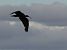 Ibis falcinelle  - Alain Noel
