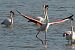 Flamant rose  - Geoffroy Chabot