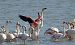 Flamant rose  - Geoffroy Chabot