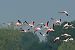 Flamant rose  - Geoffroy Chabot