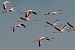 Flamant rose  - Geoffroy Chabot