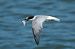 Little Tern (Sternula albifrons) © Geoffroy Chabot