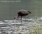 Ibis falcinelle  - Andréas Guyot