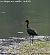 Ibis falcinelle  - Andréas Guyot