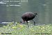 Ibis falcinelle  - Andréas Guyot