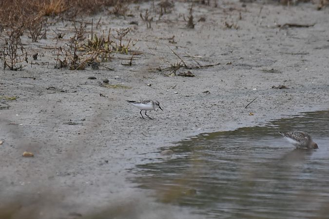 Semipalmated Sandpiper  - Yann Becker