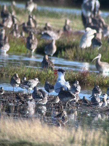 Caspian Tern 