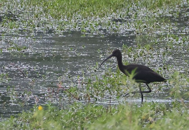 Ibis falcinelle  - Alain Noel