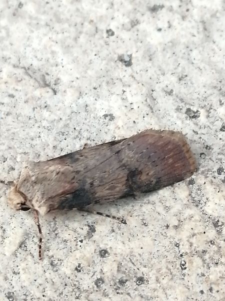 Agrotis puta  - François Poirier