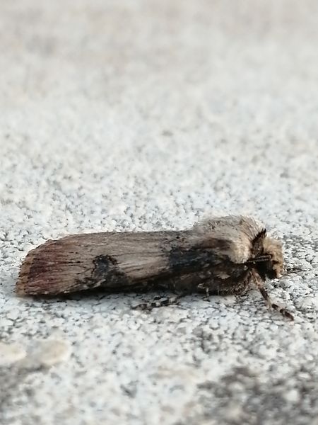 Noctuelle des renouées  - François Poirier