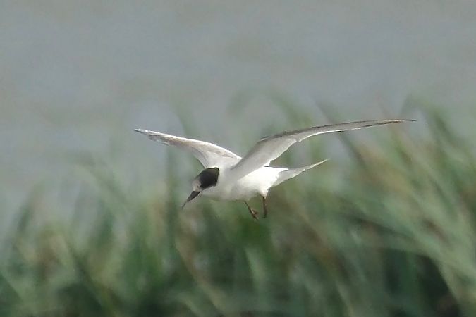 Sterne arctique  - Geoffroy Chabot