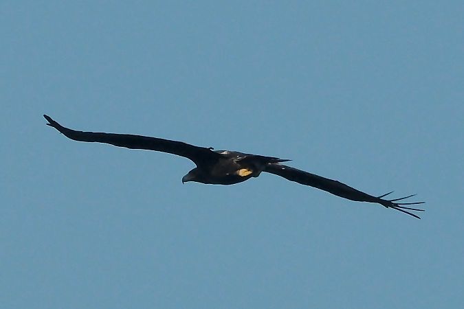 Golden Eagle  - Geoffroy Chabot