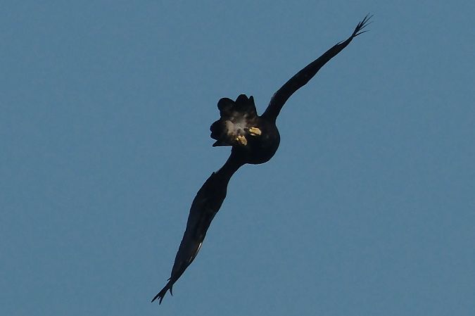 Aigle royal  - Geoffroy Chabot