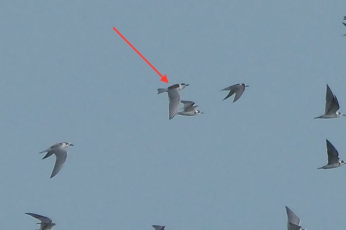 Guifette leucoptère  - Geoffroy Chabot