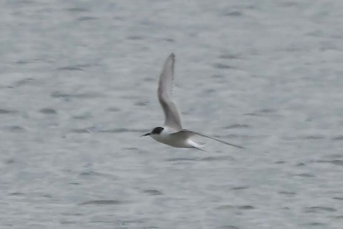 Arctic Tern  - Geoffroy Chabot