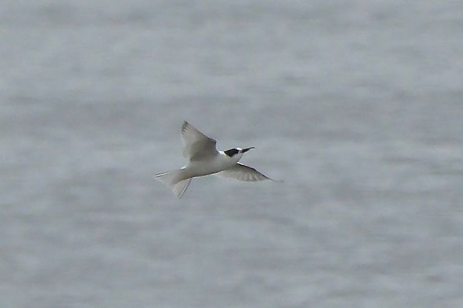 Sterne arctique  - Geoffroy Chabot