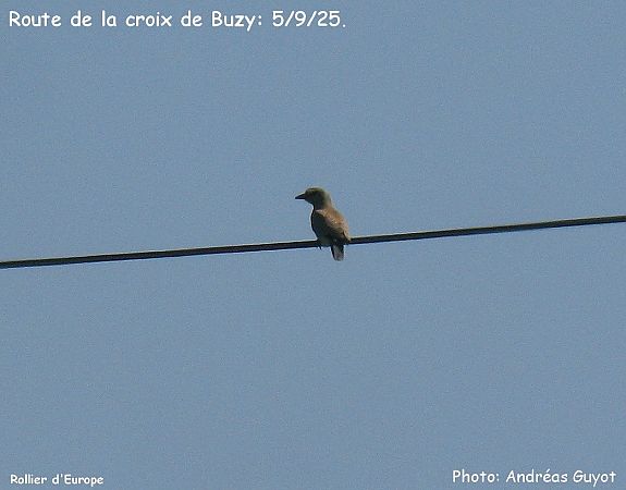 European Roller  - Andréas Guyot