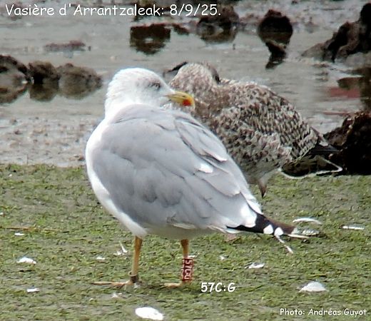 Cantabric Yellow-legged Gull ('lusitanius')  - Andréas Guyot
