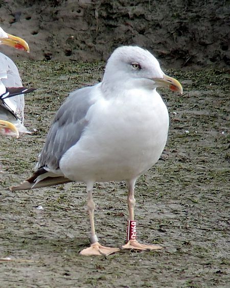 Cantabric Yellow-legged Gull ('lusitanius')  - Andréas Guyot