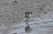 Semipalmated Sandpiper  - Yann Becker