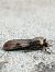 Noctuelle des renouées (Agrotis puta) © François Poirier