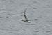 Arctic Tern  - Geoffroy Chabot