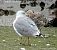 Cantabric Yellow-legged Gull ('lusitanius')  - Andréas Guyot
