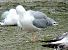 Cantabric Yellow-legged Gull ('lusitanius')  - Andréas Guyot