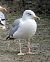 Cantabric Yellow-legged Gull ('lusitanius')  - Andréas Guyot