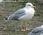 Cantabric Yellow-legged Gull ('lusitanius')  - Andréas Guyot