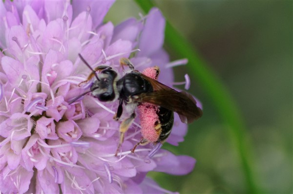 Andrena hattorfiana  - Sophie Fourel