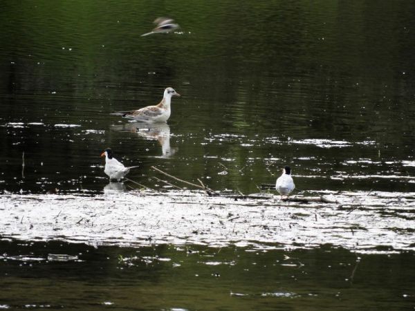 Mouette rieuse  - Annie Denefle