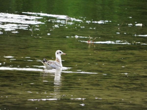 Mouette rieuse  - Annie Denefle