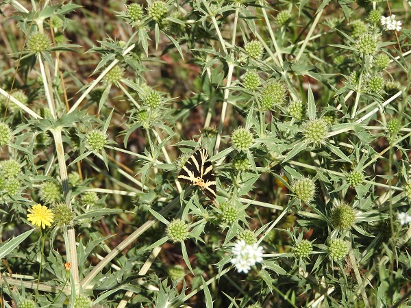 Ecaille chinée  - Mireille Boucherot