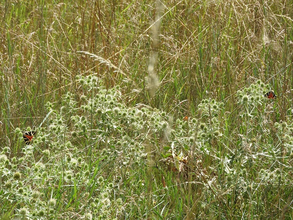 Ecaille chinée  - Mireille Boucherot